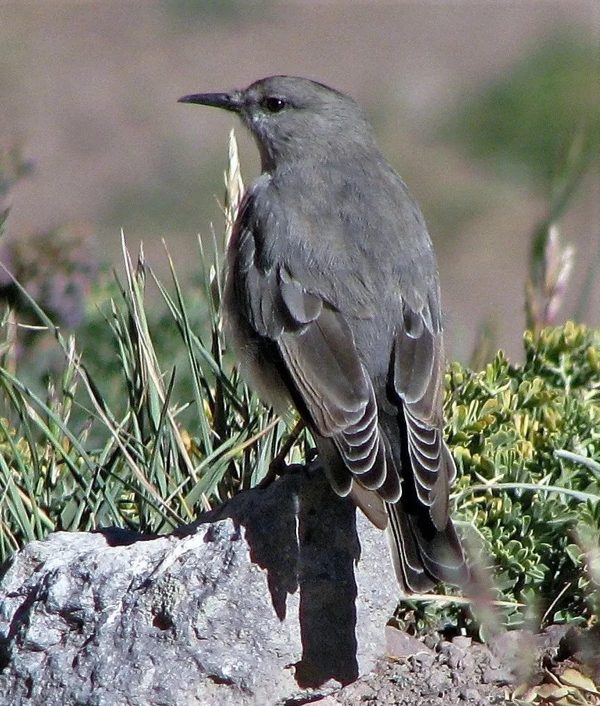 黑额地霸鹟(Muscisaxicola frontalis)