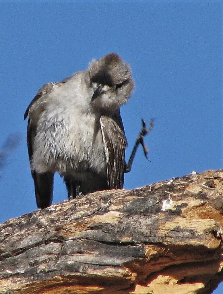 黑额地霸鹟(Muscisaxicola frontalis)