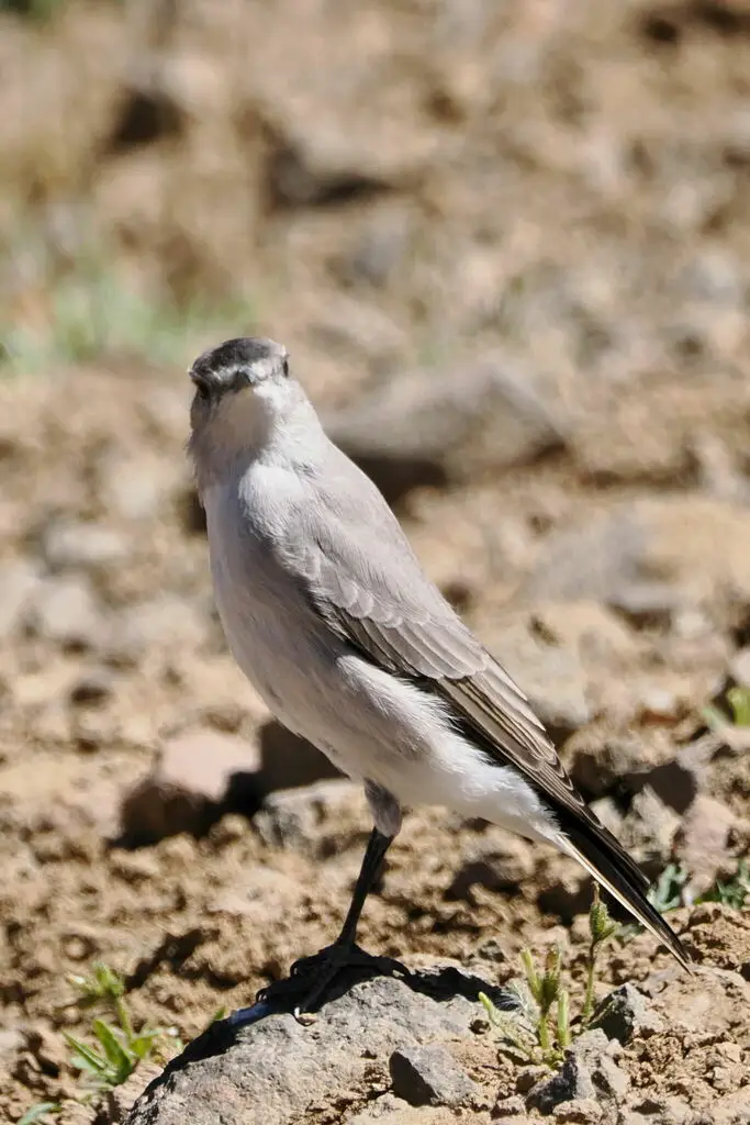 黑额地霸鹟(Muscisaxicola frontalis)