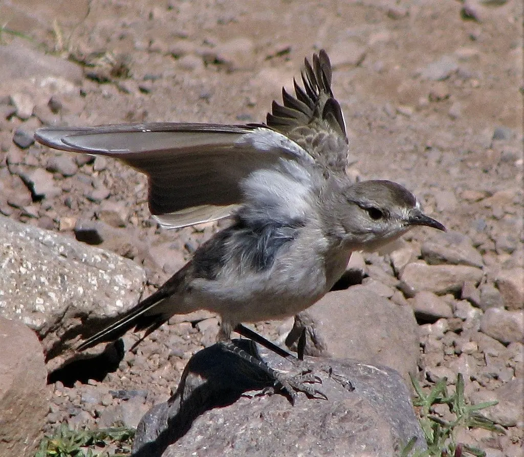 黑额地霸鹟(Muscisaxicola frontalis)