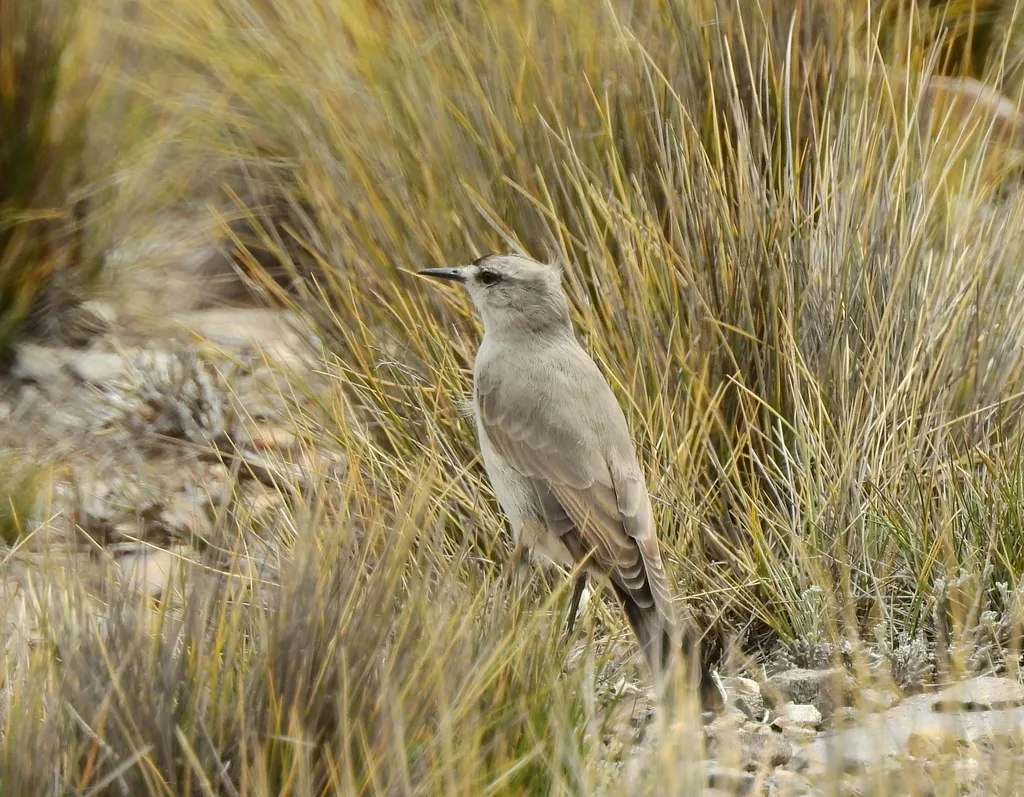 黑额地霸鹟(Muscisaxicola frontalis)
