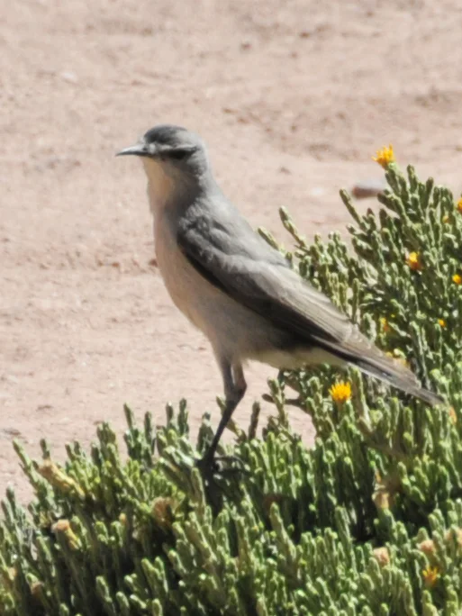 黑额地霸鹟(Muscisaxicola frontalis)