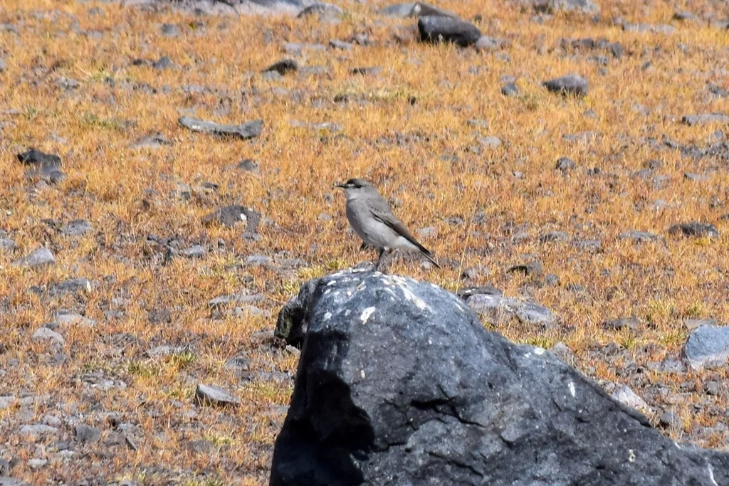 黑额地霸鹟（Muscisaxicola frontalis）
