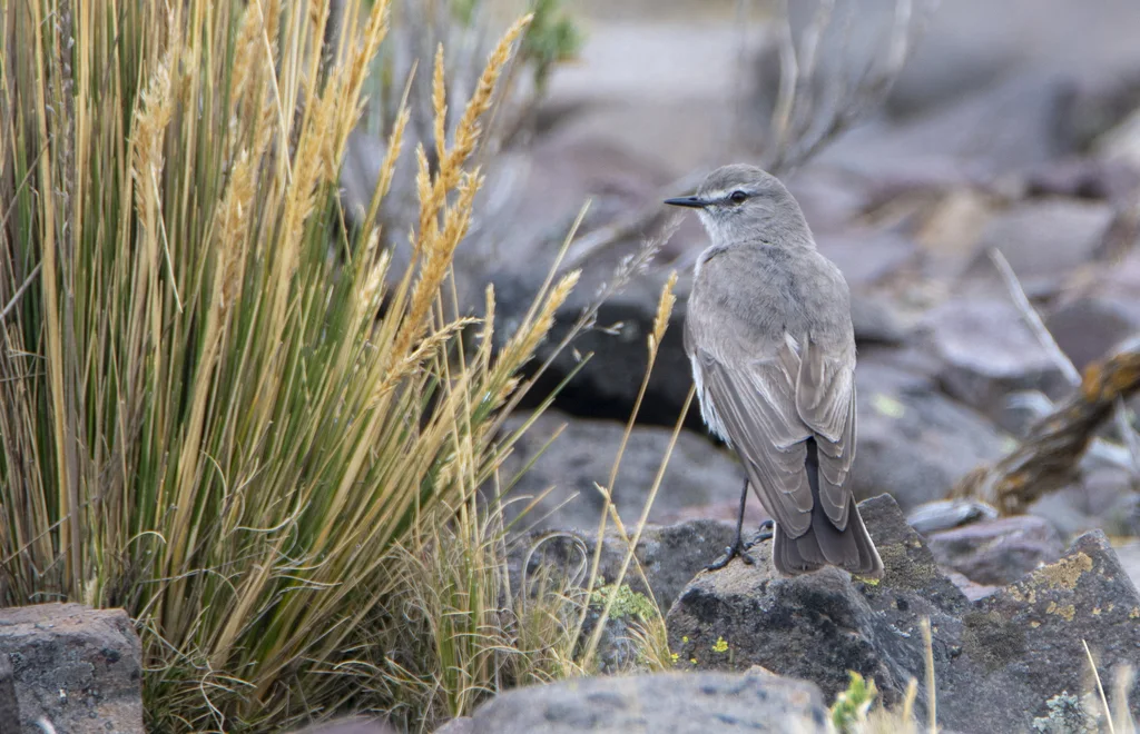 灰顶地霸鹟（Muscisaxicola griseus）