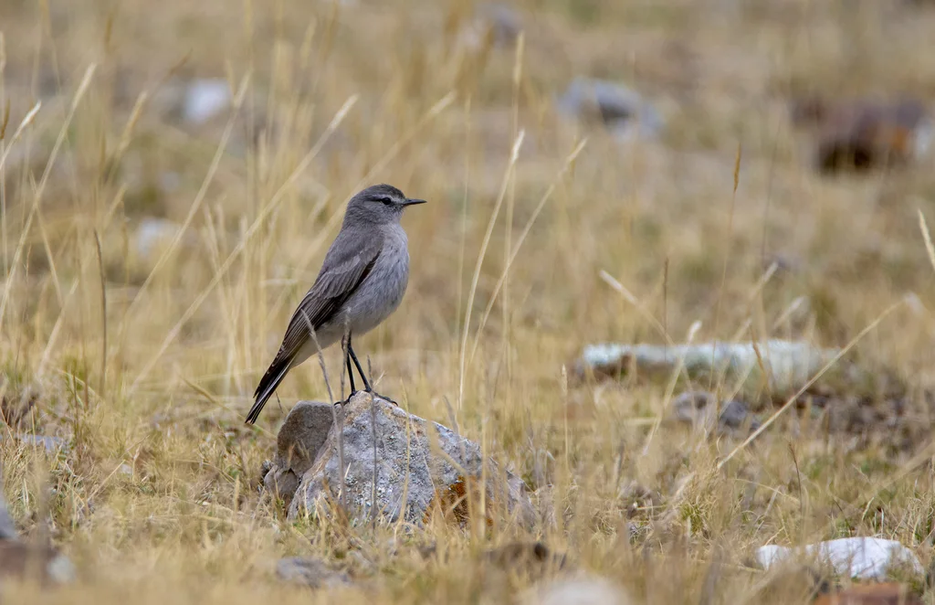 灰顶地霸鹟（Muscisaxicola griseus）