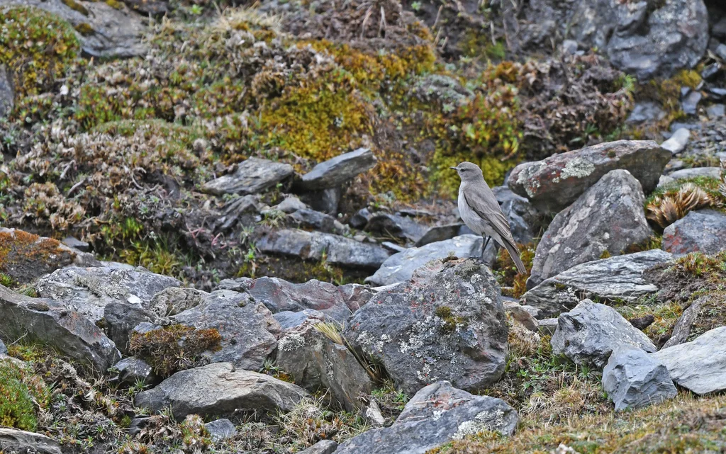 灰顶地霸鹟（Muscisaxicola griseus）