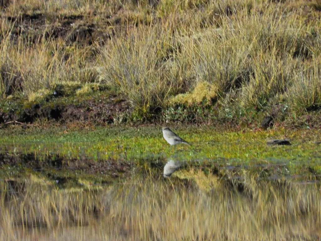 灰顶地霸鹟（Muscisaxicola griseus）