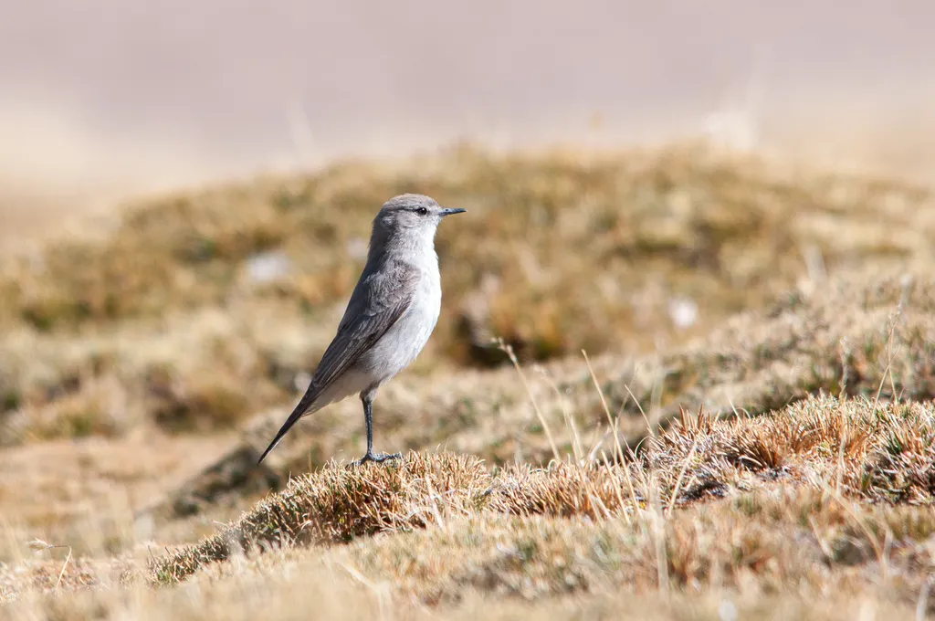高山地霸鹟(Muscisaxicola juninensis)