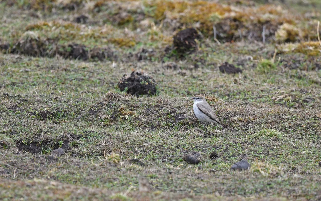 高山地霸鹟(Muscisaxicola juninensis)