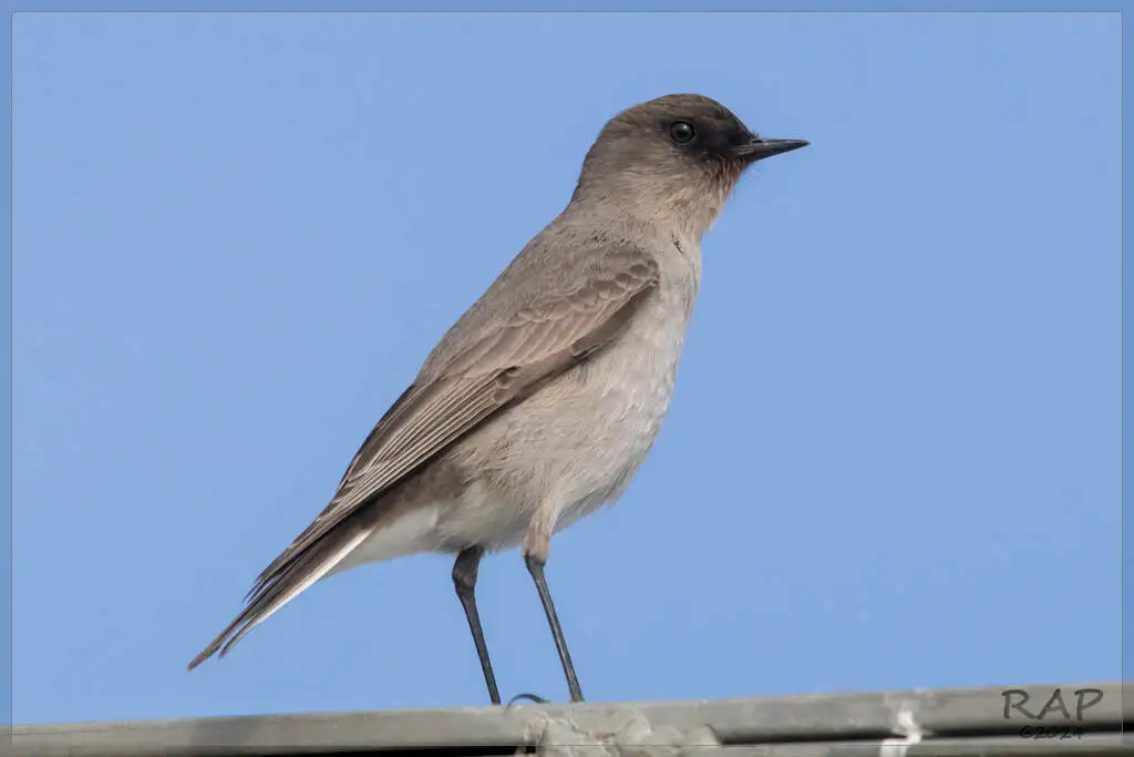 暗脸地霸鹟(Muscisaxicola maclovianus)