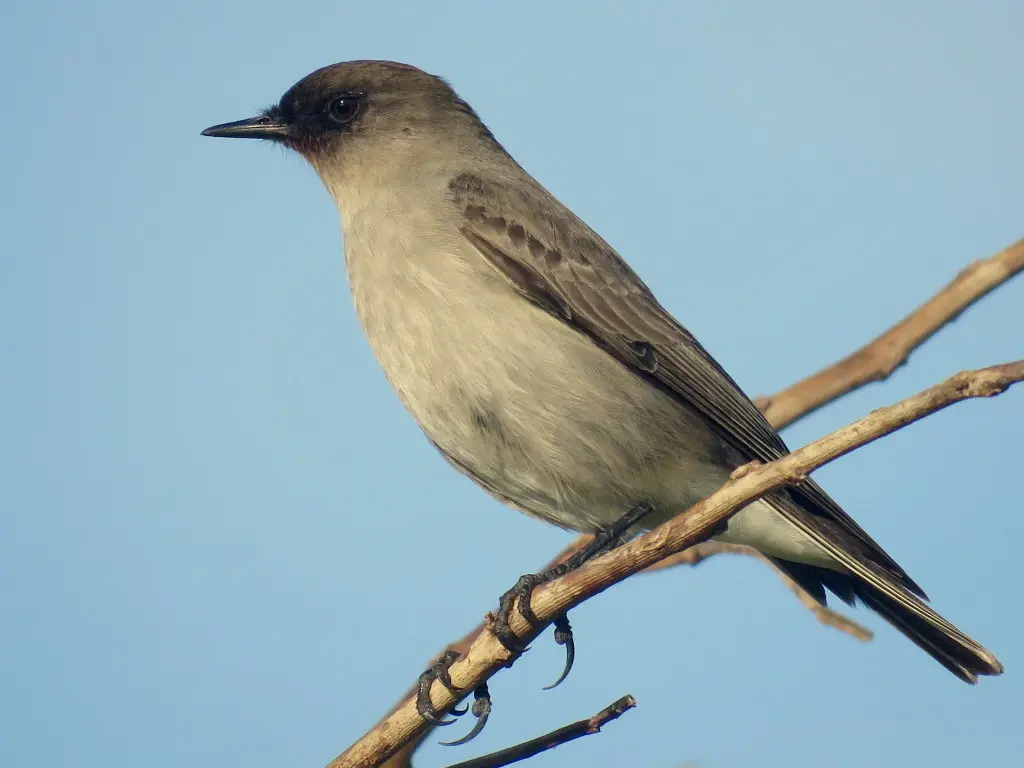 暗脸地霸鹟(Muscisaxicola maclovianus)