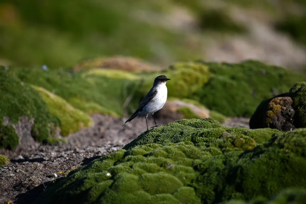 暗脸地霸鹟(Muscisaxicola maclovianus)