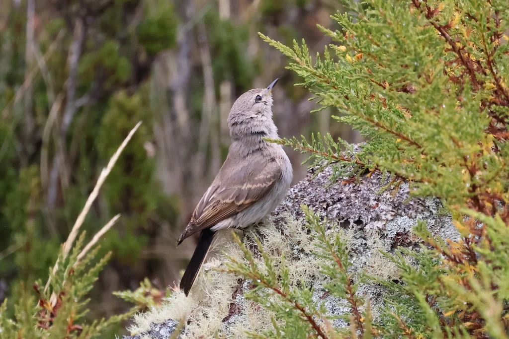 斑嘴地霸鹟(Muscisaxicola maculirostris)