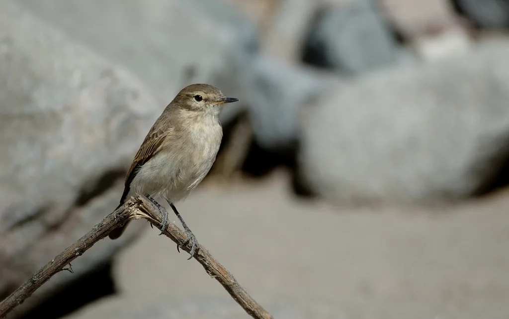 斑嘴地霸鹟(Muscisaxicola maculirostris)