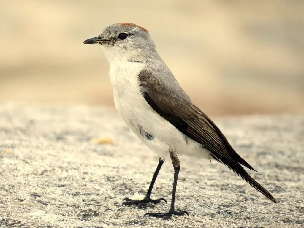棕颈地霸鹟(Muscisaxicola rufivertex)