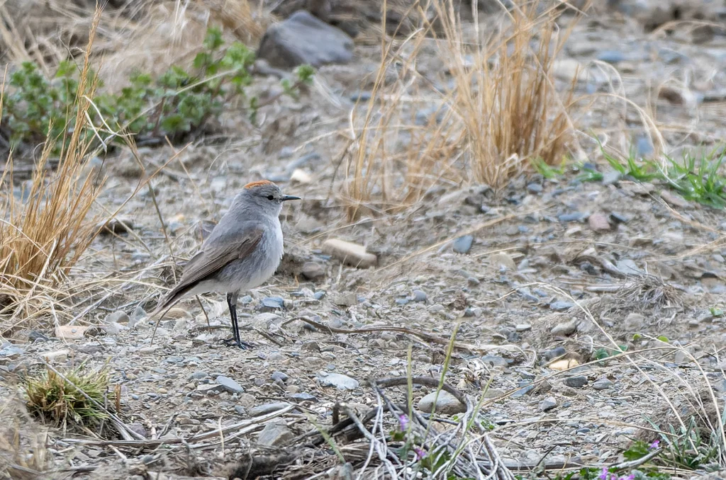 棕颈地霸鹟(Muscisaxicola rufivertex)