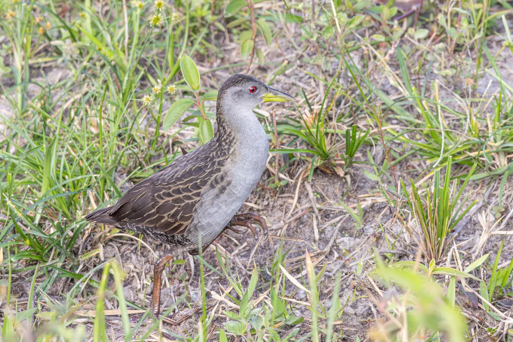 灰喉田鸡(Mustelirallus albicollis)