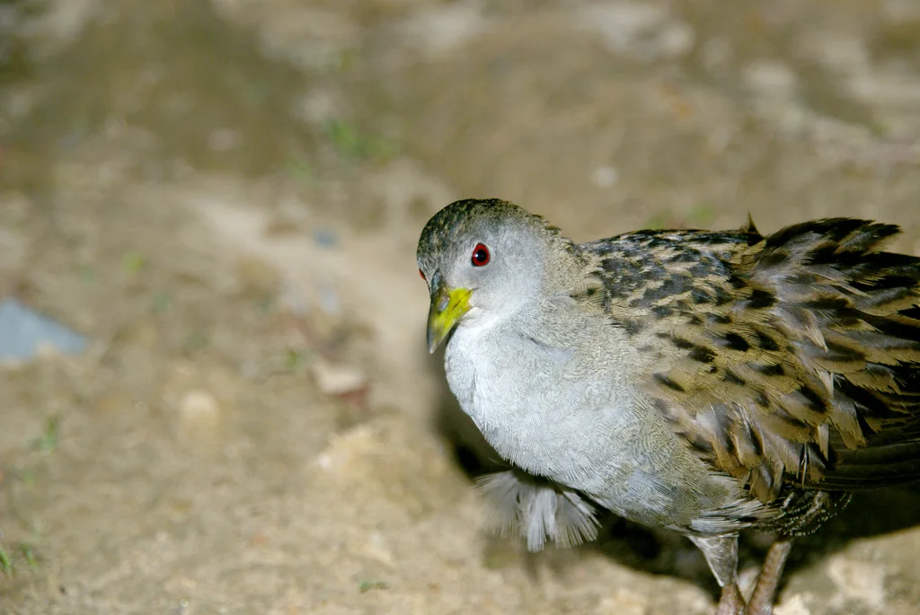 灰喉田鸡(Mustelirallus albicollis)