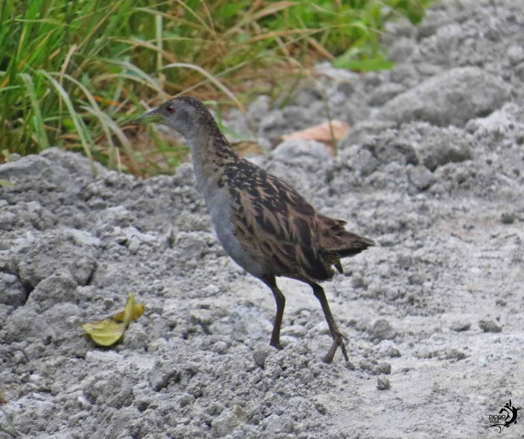 灰喉田鸡(Mustelirallus albicollis)