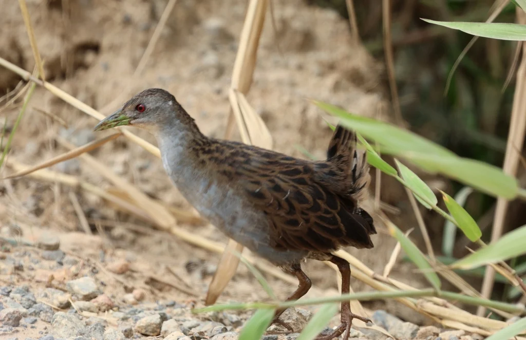 灰喉田鸡（Mustelirallus albicollis）