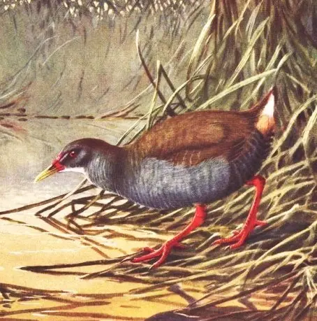 古巴秧鸡（Mustelirallus cerverai）