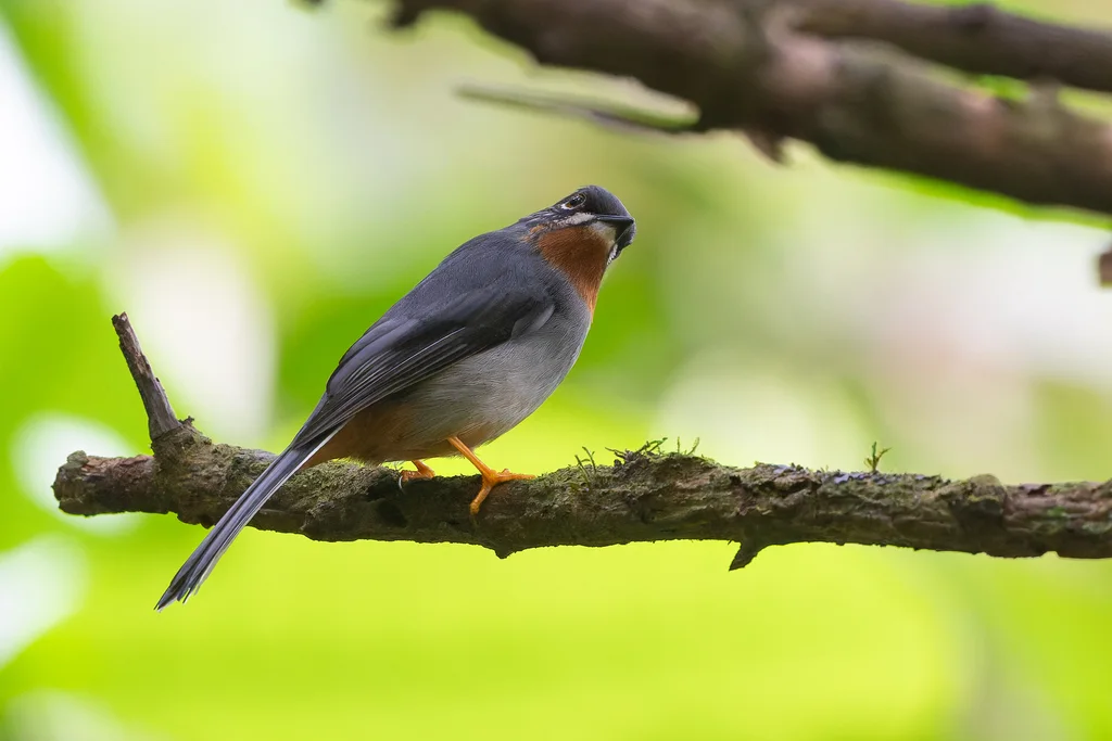棕喉孤鸫(Myadestes genibarbis)