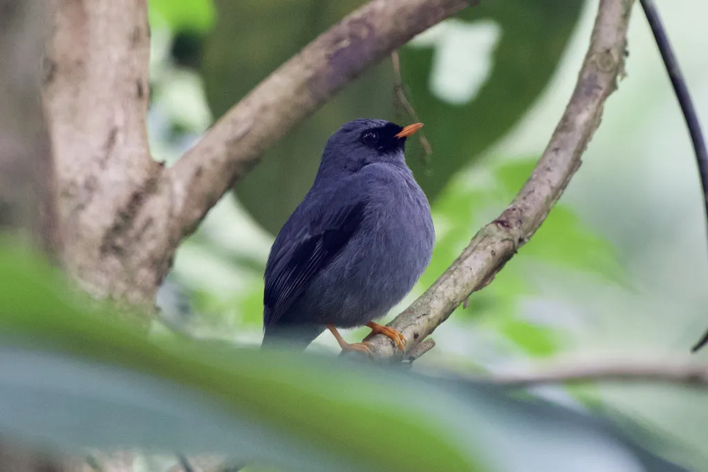 黑脸孤鸫(Myadestes melanops)