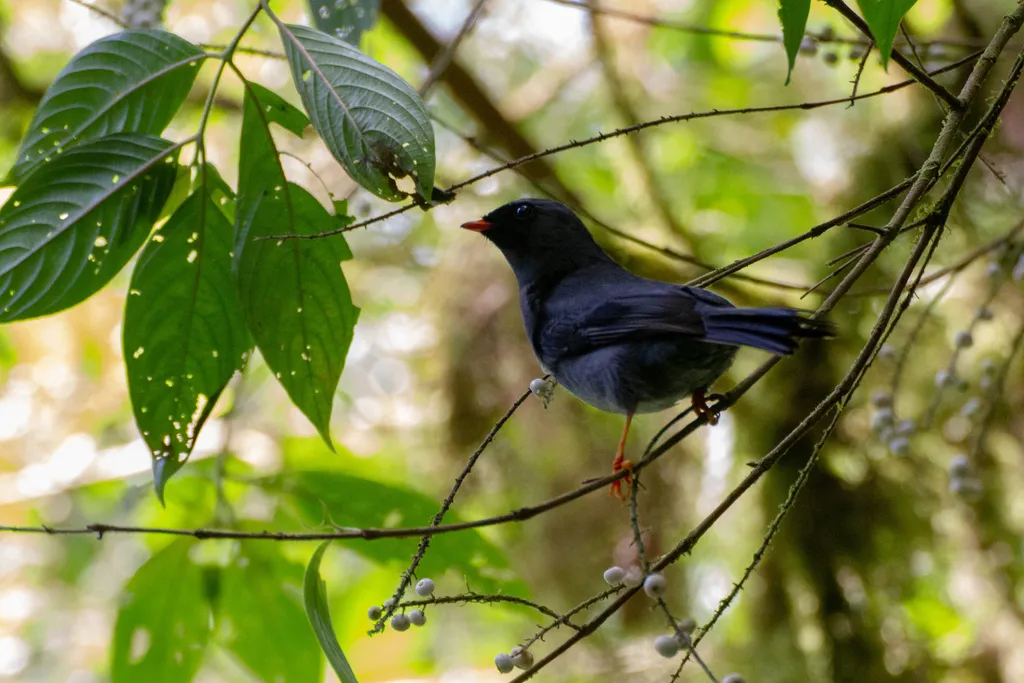 黑脸孤鸫(Myadestes melanops)