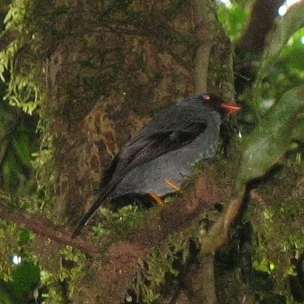 黑脸孤鸫(Myadestes melanops)