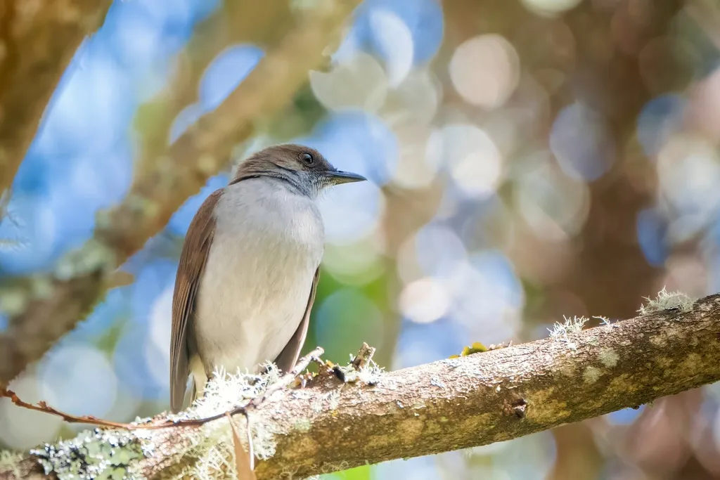 夏威夷鸫（Myadestes obscurus）