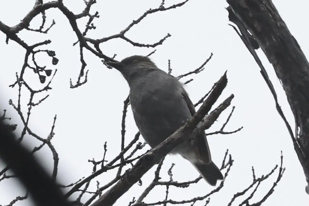夏威夷鸫（Myadestes obscurus）