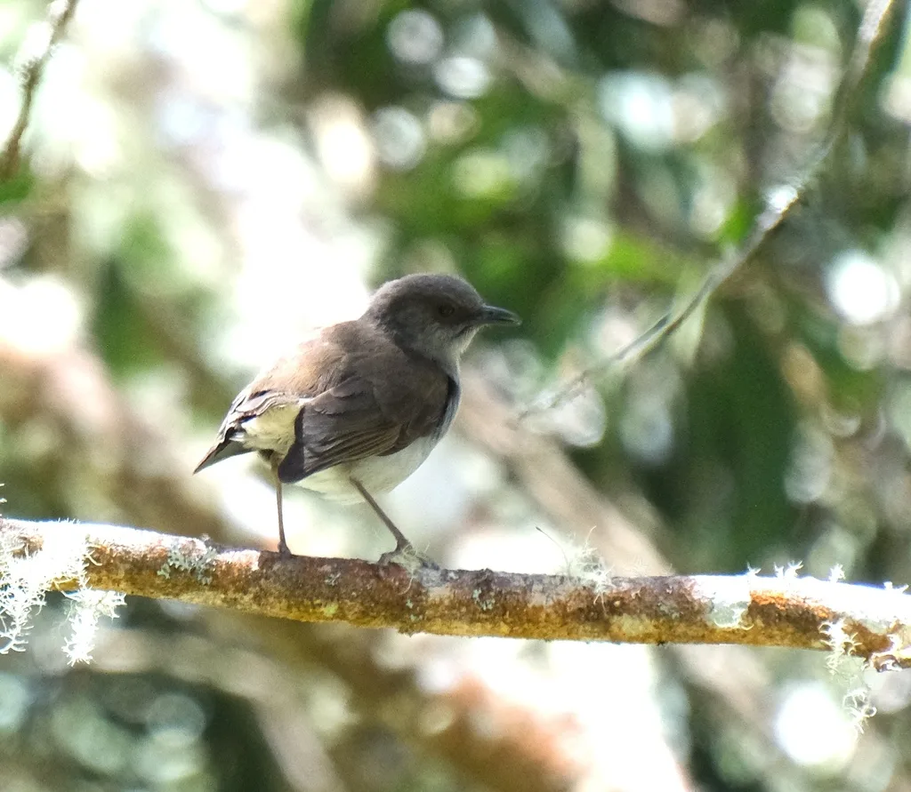 夏威夷鸫（Myadestes obscurus）
