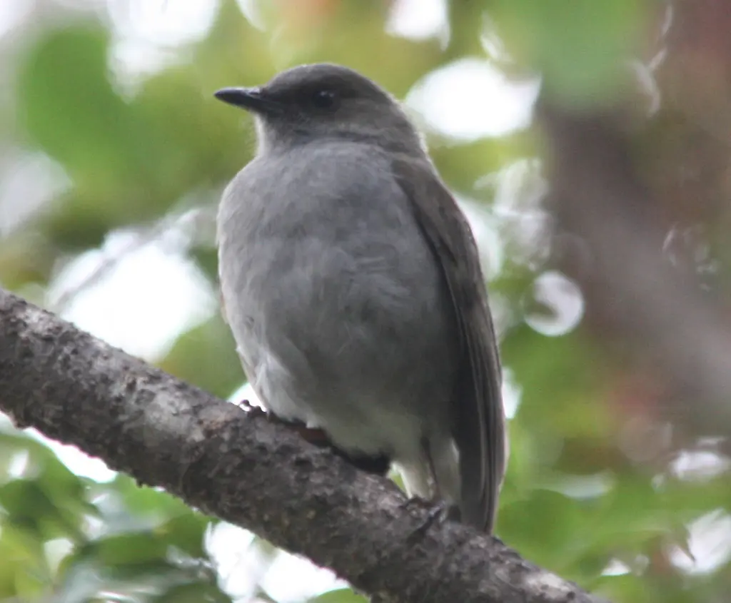 夏威夷鸫（Myadestes obscurus）