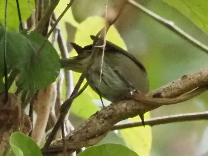 夏威夷鸫（Myadestes obscurus）