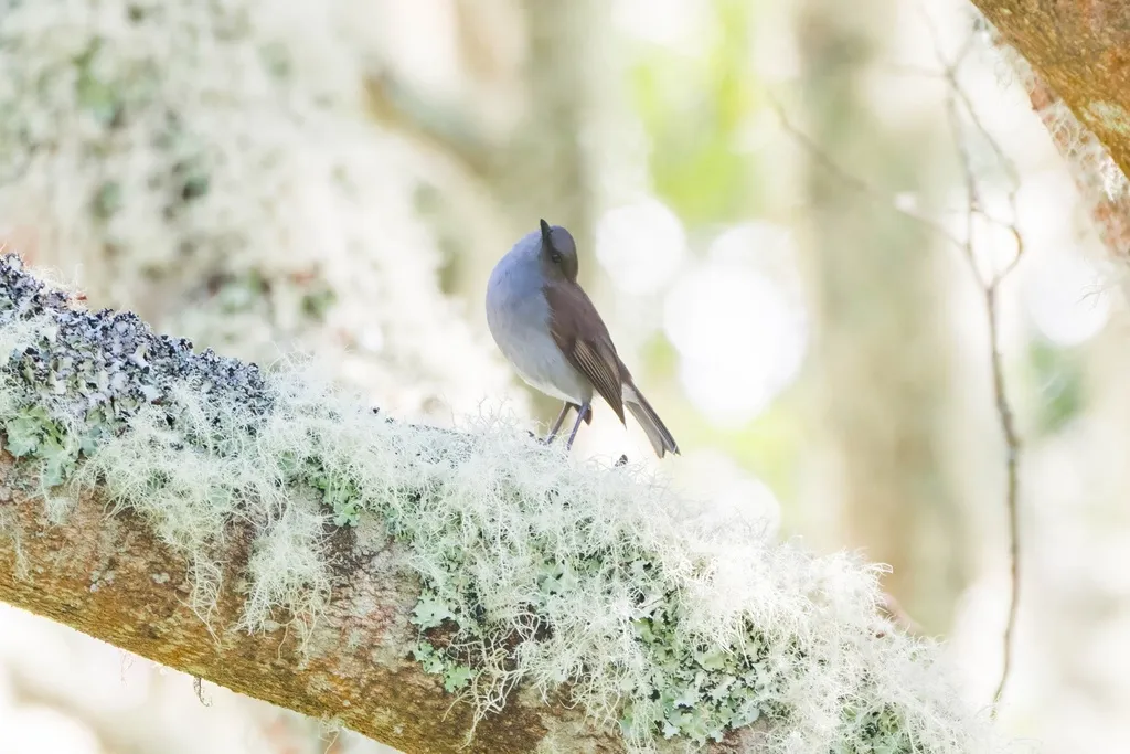 夏威夷鸫（Myadestes obscurus）