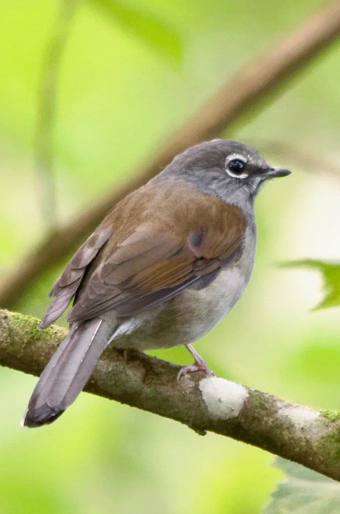 褐背孤鸫(Myadestes occidentalis)