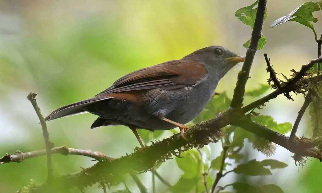 安第斯孤鸫(Myadestes ralloides)
