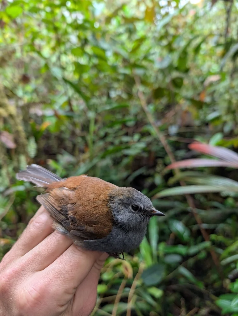 安第斯孤鸫(Myadestes ralloides)