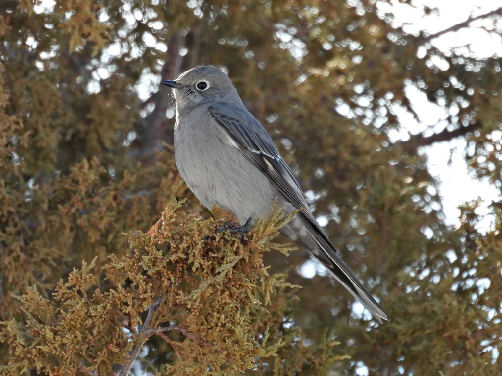 坦氏孤鸫(Myadestes townsendi)