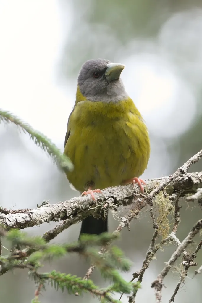 黄颈拟蜡嘴雀(Mycerobas affinis)