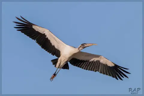 黑头鹮鹳