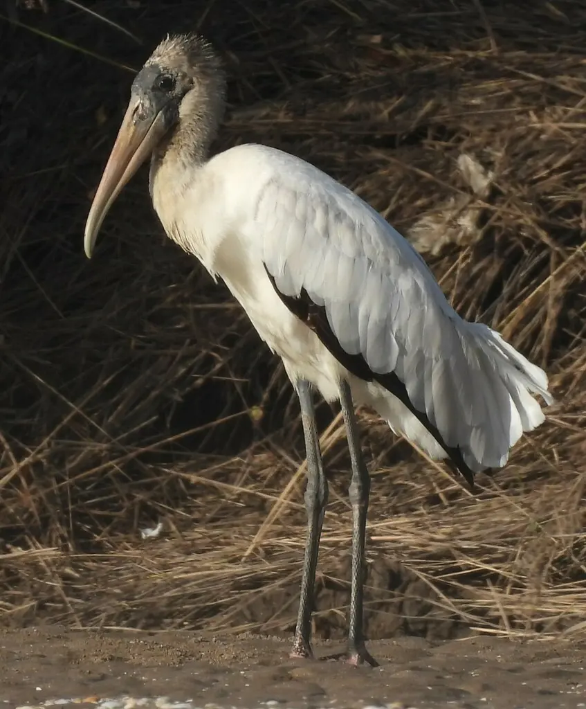 黑头鹮鹳（Mycteria americana）
