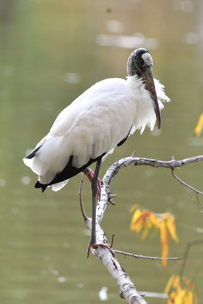 黑头鹮鹳（Mycteria americana）