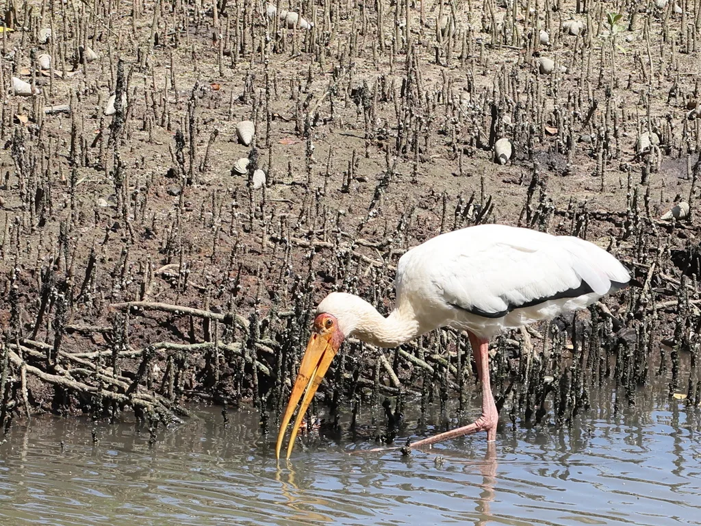 白鹮鹳（Mycteria cinerea）
