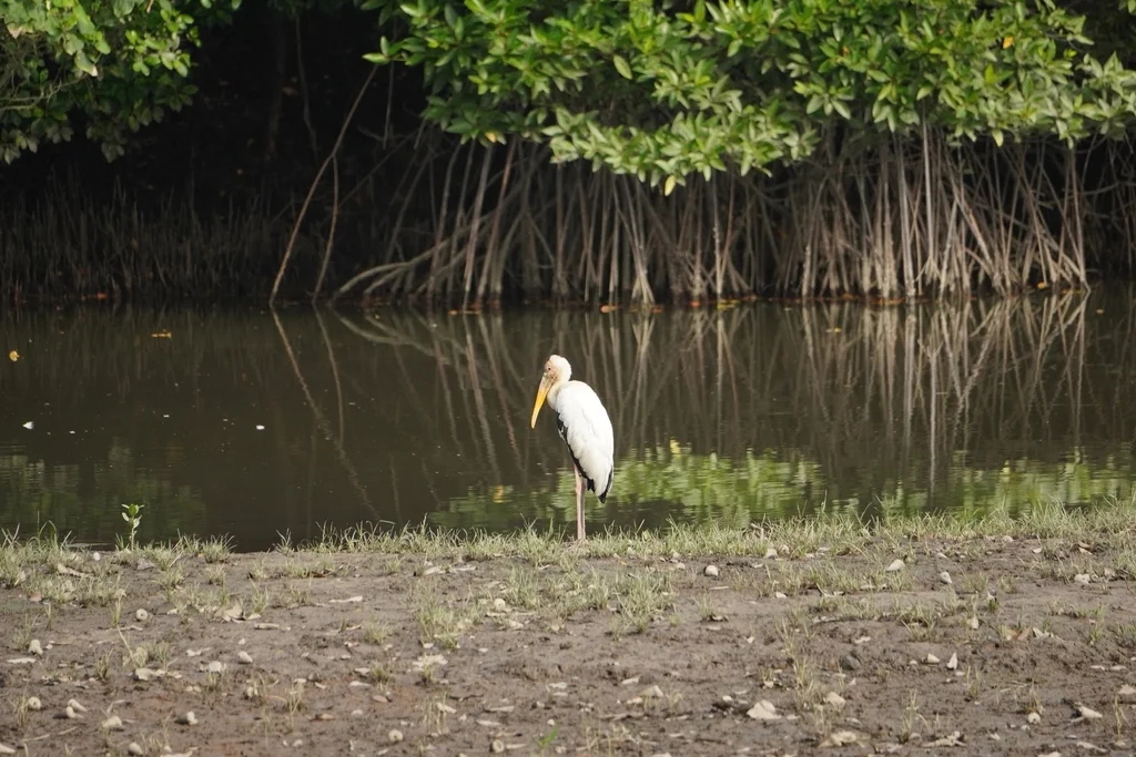 白鹮鹳（Mycteria cinerea）