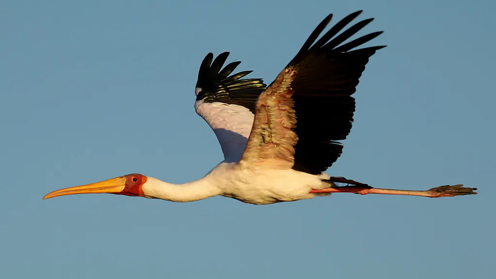 黄嘴鹮鹳(Mycteria ibis)