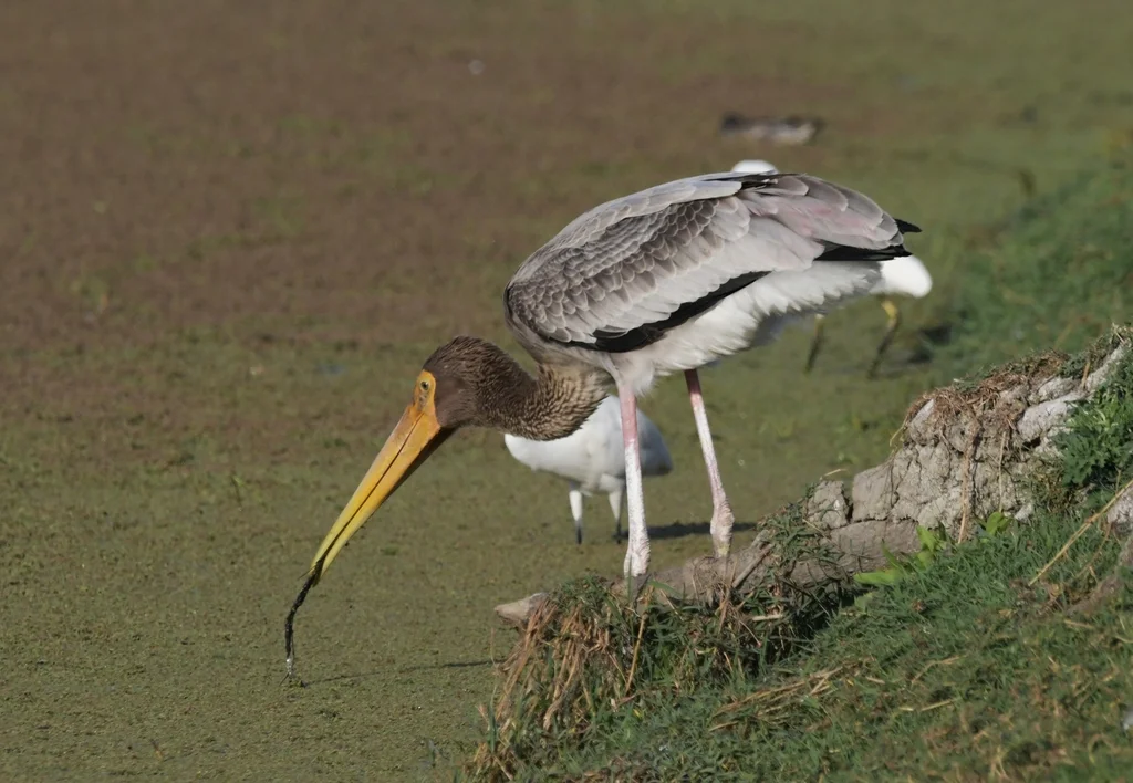 彩鹳(Mycteria leucocephala)