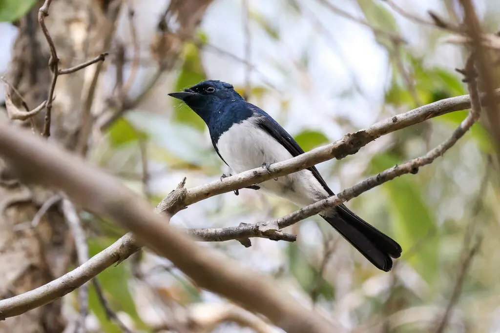 缎辉阔嘴鹟(Myiagra cyanoleuca)