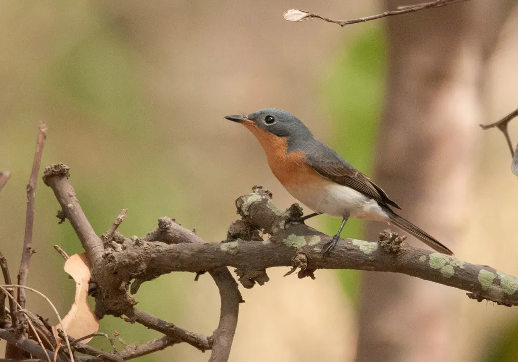 铅灰阔嘴鹟(Myiagra rubecula)
