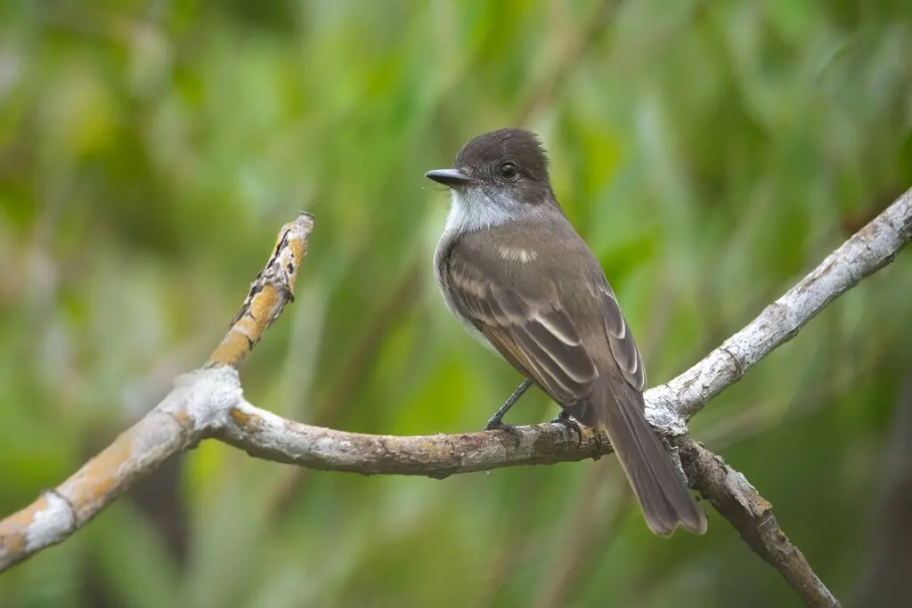 波多黎各蝇霸鹟(Myiarchus antillarum)